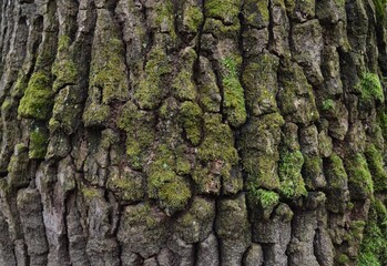 background and texture of the bark of different tree species