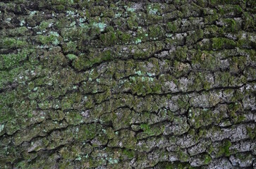 background and texture of the bark of different tree species