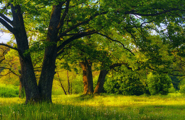 Oak tree in the summertime. No AI tools