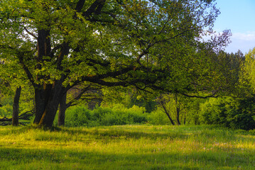 Oak tree in the springtime. Spring in the park. No AI tools