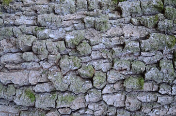 background and texture of the bark of different tree species