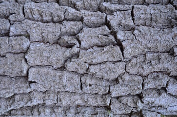 background and texture of the bark of different tree species