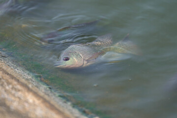 Tilapia Oreochromis niloticus fish in the water