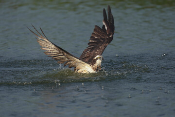 Osprey soars bird flying to catch fish in a pond