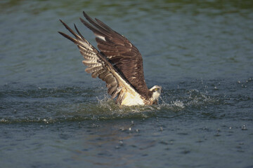 Osprey soars bird flying to catch fish in a pond