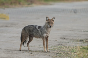 Asiatic Jackal (Canis aureus)dog on the ground
