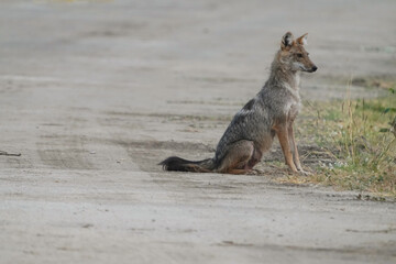 Asiatic Jackal (Canis aureus)dog on the ground
