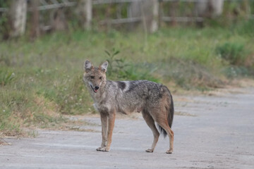 Asiatic Jackal (Canis aureus)dog on the ground