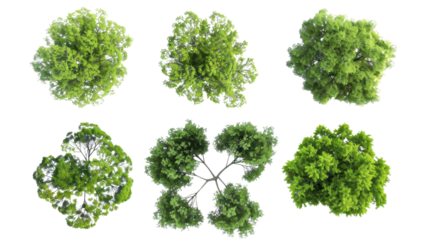 Top view of six green trees showing branches and foliage on transparent background