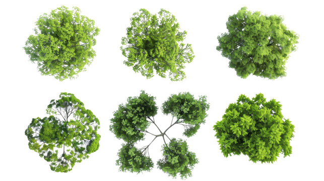 Top view of six green trees showing branches and foliage on transparent background