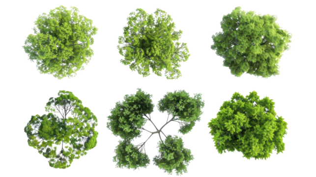 Top view of six green trees showing branches and foliage on transparent background
