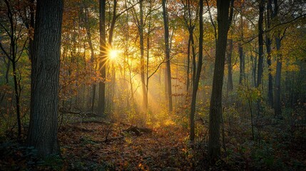 Fototapeta premium Autumnal Sunrise in the Enchanting Forest