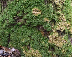 background and texture of the bark of different tree species