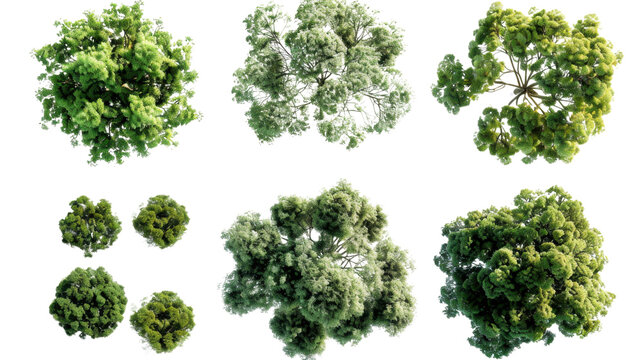 Top view of lush green trees with transparent background for architectural visualization