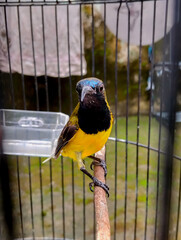 close up of olive black sunbird. its tropical species bird. Its like to eat nectar of  flowers and small insect