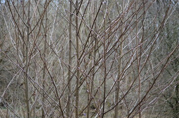 background and texture of the bark of different tree species