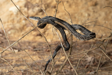 Eastern Ratsnake (Pantherophis alleghaniensis) also known as a Black Ratsnake in a tree branch