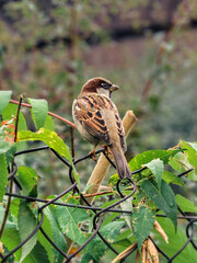 bird on a branch