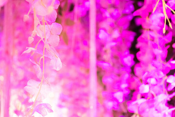 Pink flower ivy from the indoor garden