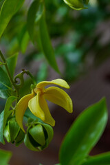 Obraz premium Ylang Ylang flowers blooms on early in the sunshine morning. Toned with color filter and soft noise to get old camera effect. Soft focus and blurred.