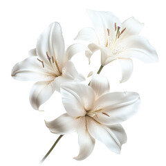 Fototapeta premium Elegant White Lilies on a Black Background on a white background.
