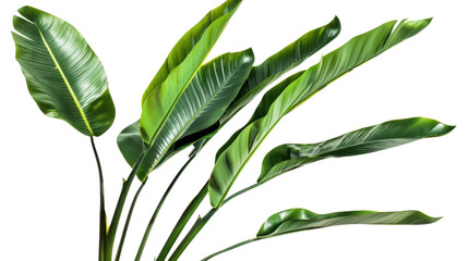 Vibrant green leaves of strelitzia nicolai plant on transparent background