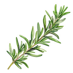 Obraz premium Fresh Rosemary Sprig Illustration with Transparent Background