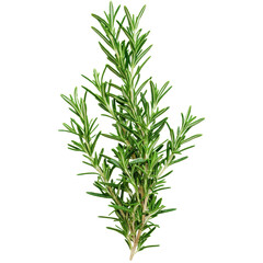 Fototapeta premium Fresh Rosemary Sprig for Culinary Delights on a white background.