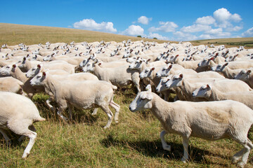 flock of 100 sheep running across a field blurred motion