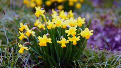 yellow colored Linum grandiflorum flower