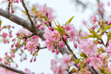 河津桜の花と蕾