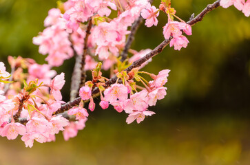 Obraz premium 雨に濡れる河津桜の花