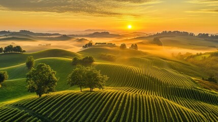 Naklejka premium A drone captures an awe-inspiring sunrise over rolling green farmland, bathed in golden light.
