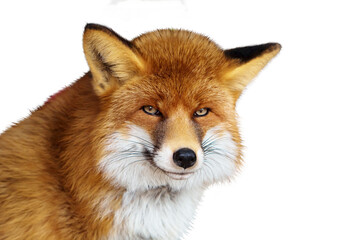 Portrait of a fluffy red fox isolated on a white background.