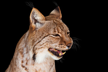 Portrait of a lynx isolated on a black background.