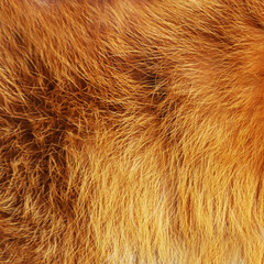 Close-up of red fox shaggy fur texture.