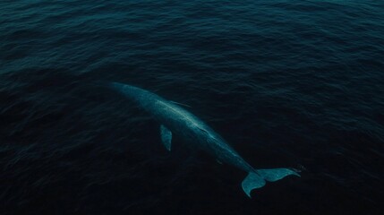 Fototapeta premium Witness the wonder of a blue whale's fluke rising ocean gigapixel photography marine environment underwater viewpoint awe-inspiring moment