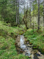stream in the forest