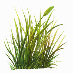 green grass isolated on white