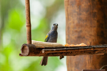 bird on a branch