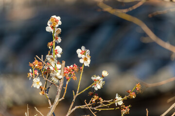 白梅の咲く冬の枝