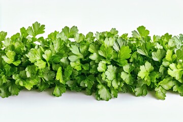 Obraz premium fresh green parsley