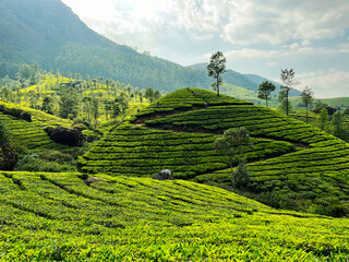 A green rice field at the hills with a pronounced oval hill in the foreground and the sun illuminating the green field with mountain in the background