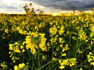 Close-up of yellow flowering plants on field with sunset in the background