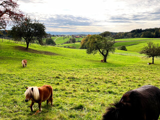 Ponies and other animals grazing on a green field with trees and scenery in the background