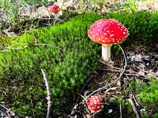 Close-up of fly agaric mushroom on forrest ground covered with moss and twigs