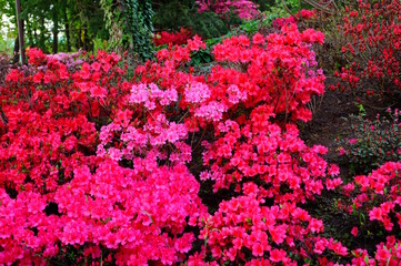 Japanese azalea blooming in a natural garden.