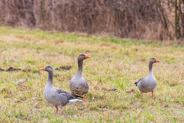 geese on the grass