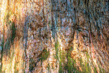 Close-up of redwood tree's trunk and bark, showing its rich wood texture. Evidence of the tree's...