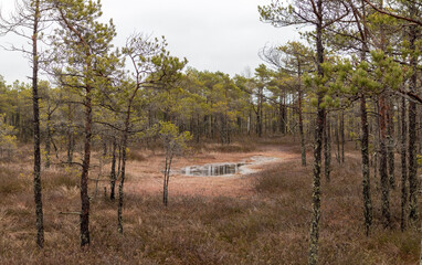
a swampy landscape with conifers and a small area covered with water.